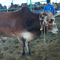 ট্যাগ নং - ১৬১, শাহীওয়াল