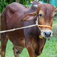 ট্যাগ নং - ১৯০, শাহীওয়াল