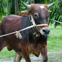 ট্যাগ নং - ১২৩, লাল সিন্ধি 