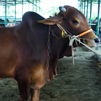 ট্যাগ নং - ১৮২, শাহীওয়াল