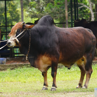 Tag-FC82-Shahiwal