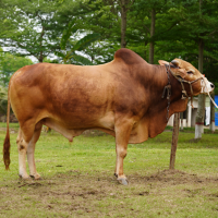 Tag-FC191-Red-Chittagong-Cattle