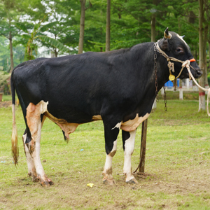 Tag-FC137-Holstein-Friesian-Cross